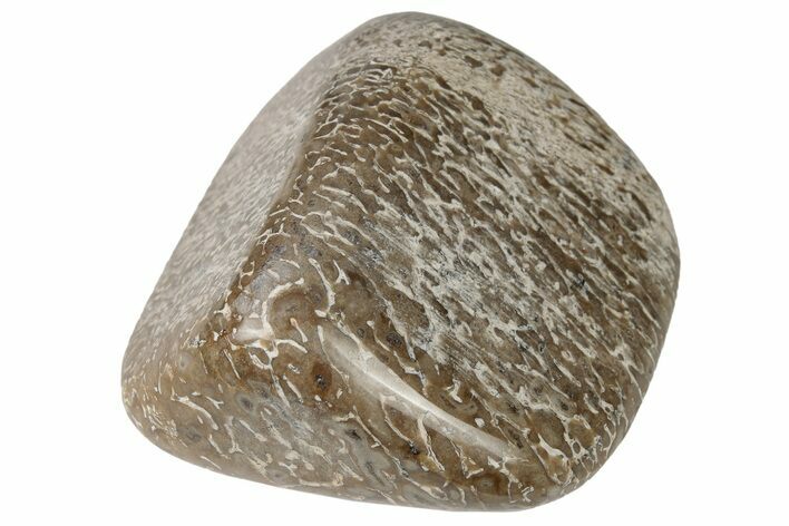 Polished Dinosaur Bone (Gembone) - Morocco #190010